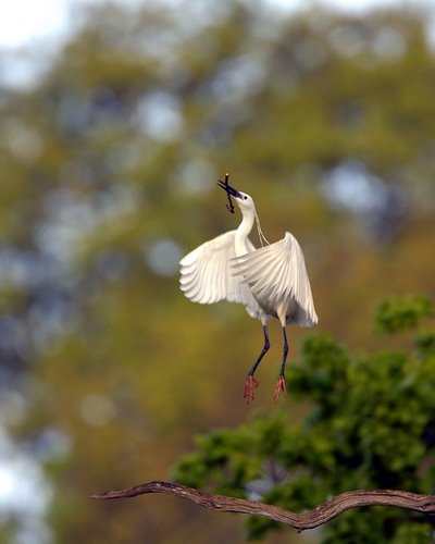 Little_Egret